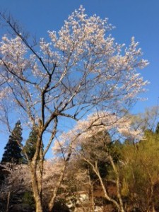 愛宕公園の桜